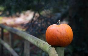 Pumpkin in the gardens.